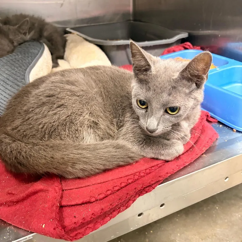 An adult small-sized female Domestic Short Hair cat named Ocean for adoption in Franklin, NC