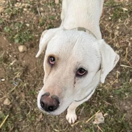 An adult large-sized male White / Cream Labrador Retriever dog named Trooper for adoption in Charlottesville, VA