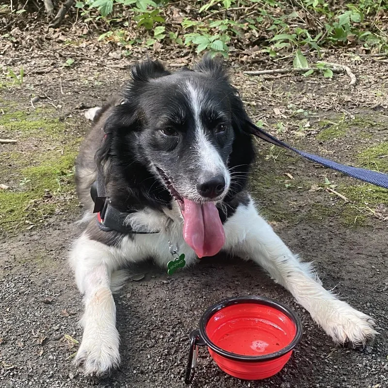 An adult medium-sized female Black Border Collie dog named Carla for adoption in Birdsboro, PA