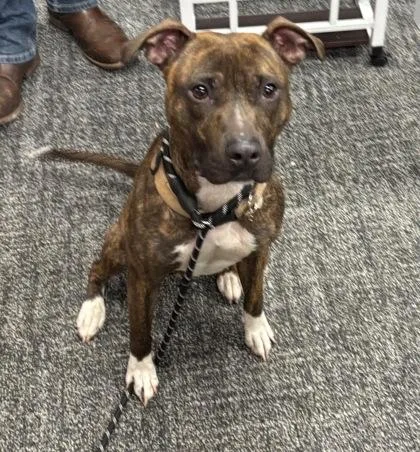 An adult large-sized female Mixed Breed dog named Ariel for adoption in West Chester, PA