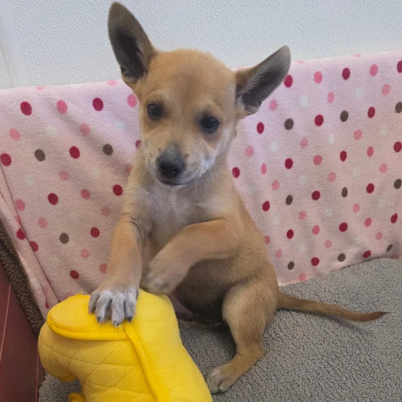 A baby small-sized male Red / Chestnut / Orange Mixed Breed dog named Batcave for adoption in Park City, UT