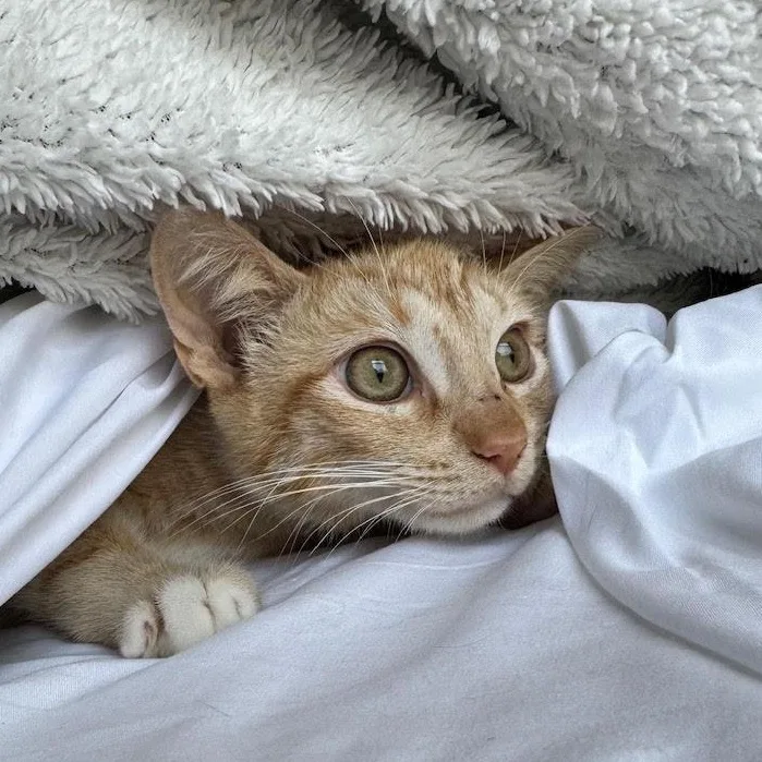 A young medium-sized female Tabby (Buff / Tan / Fawn) Domestic Short Hair cat named Beatrix for adoption in Pearland, TX