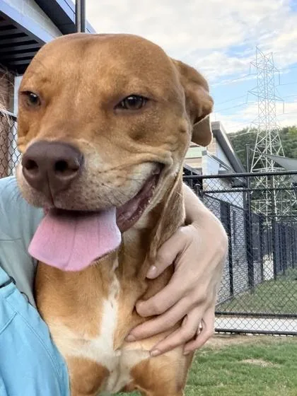 A baby small-sized male Mixed Breed dog named Meow for adoption in Atlanta, GA