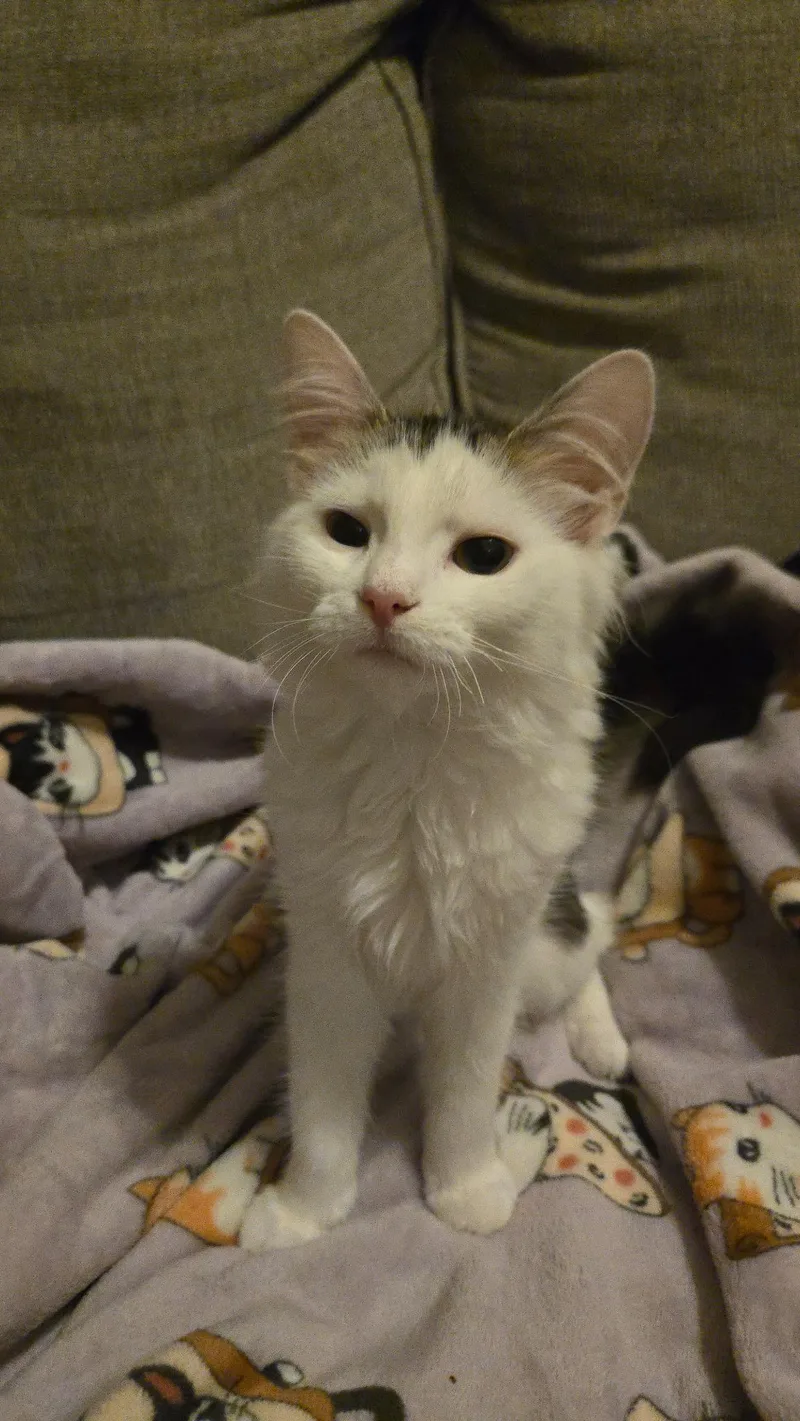 A baby medium-sized female White Domestic Medium Hair cat named Evelyn for adoption in Freemansburg, PA