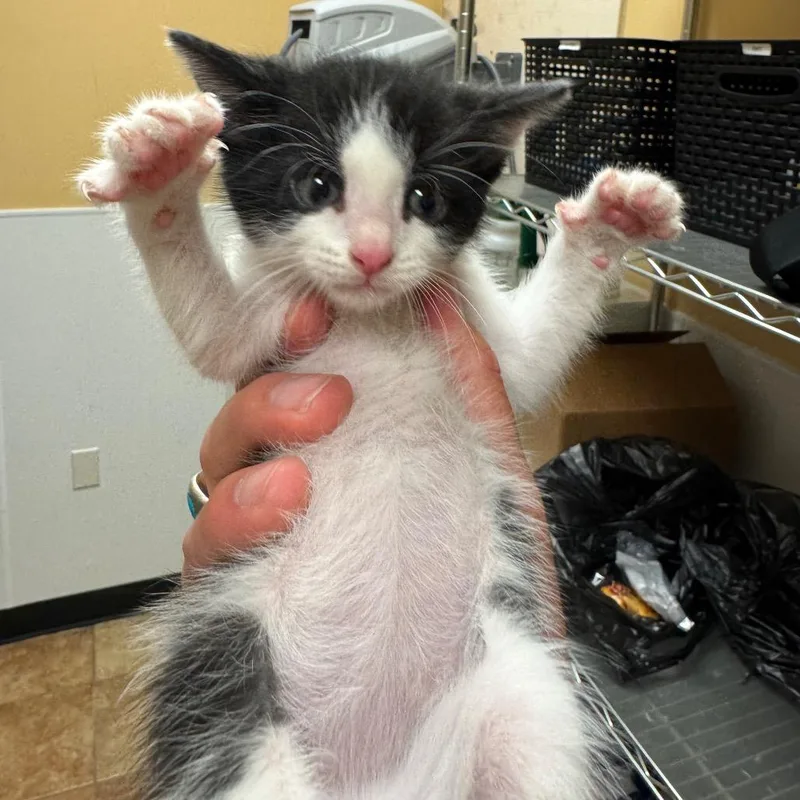 A baby small-sized male White Domestic Short Hair cat named Fwt Squeaker for adoption in Midland, TX