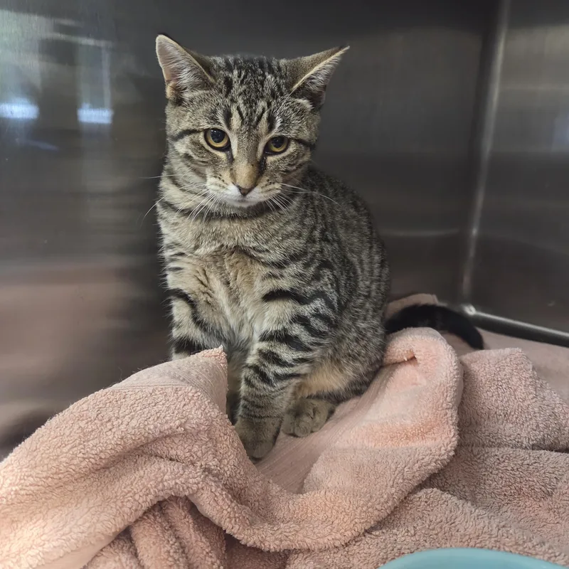 A young medium-sized female Domestic Short Hair cat named Paisley for adoption in Old Bridge, NJ