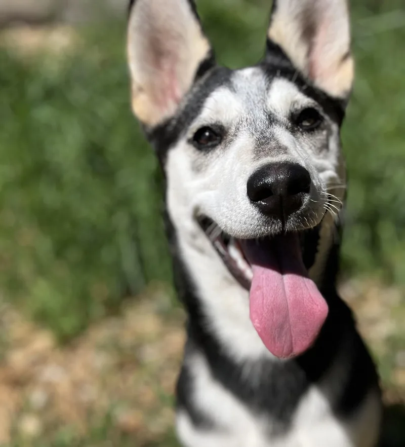 A baby large-sized female Tricolor (Brown, Black, & White) Siberian Husky dog named Diamond for adoption in Snoqualmie, WA
