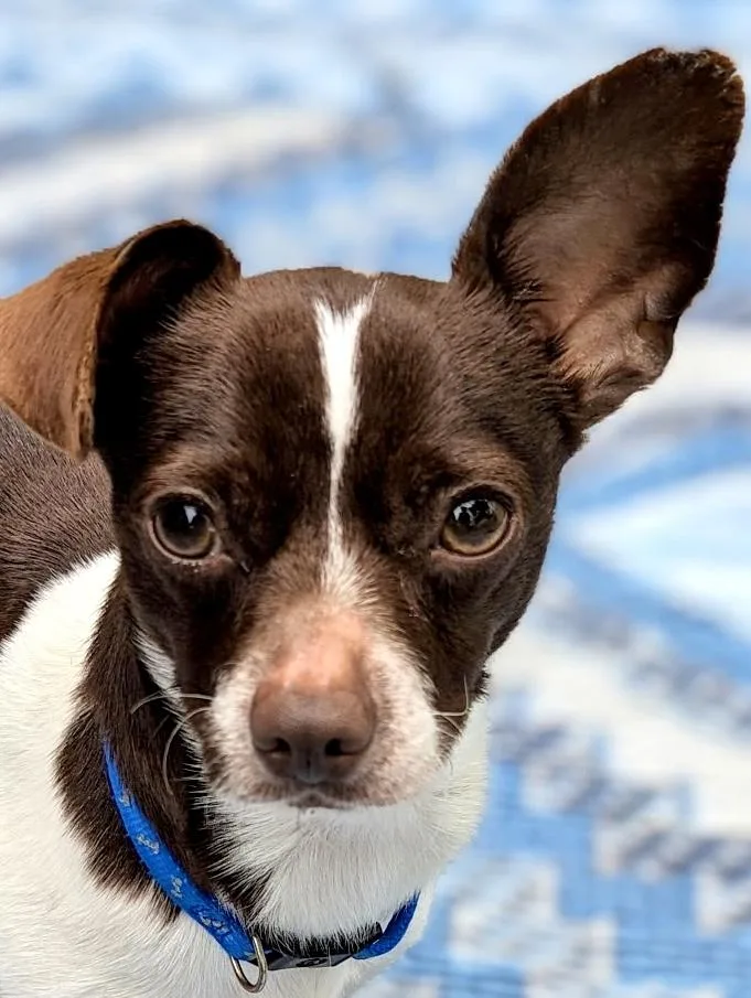An adult small-sized female Brown / Chocolate Chihuahua dog named Darla for adoption in Ladson, SC