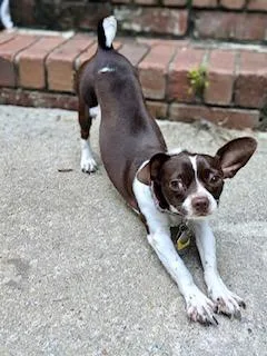 Darla thumbnail 2