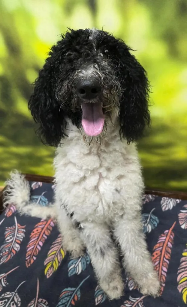 A young medium-sized female Poodle dog named Princess for adoption in Little Rock, AR