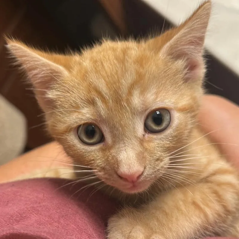 A baby small-sized male American Shorthair cat named Jasper for adoption in Danbury, CT