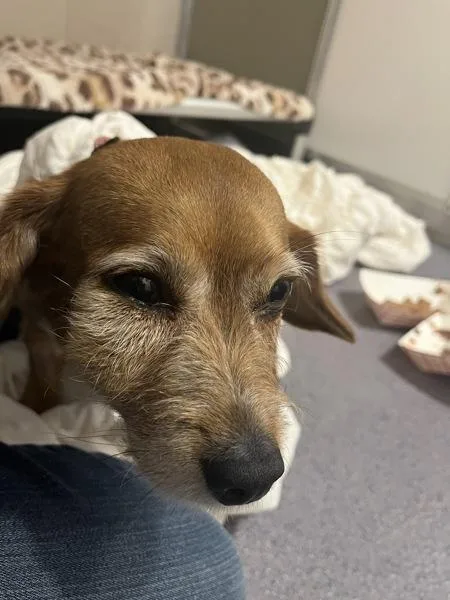 A senior small-sized female Dachshund dog named Sadie for adoption in Stratham, NH