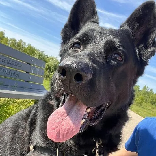 An adult extra large-sized male Black German Shepherd Dog dog named Yoshi for adoption in Matteson, IL