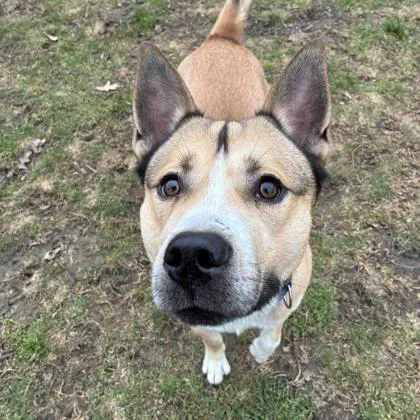 Oh Danny Boy thumbnail 2