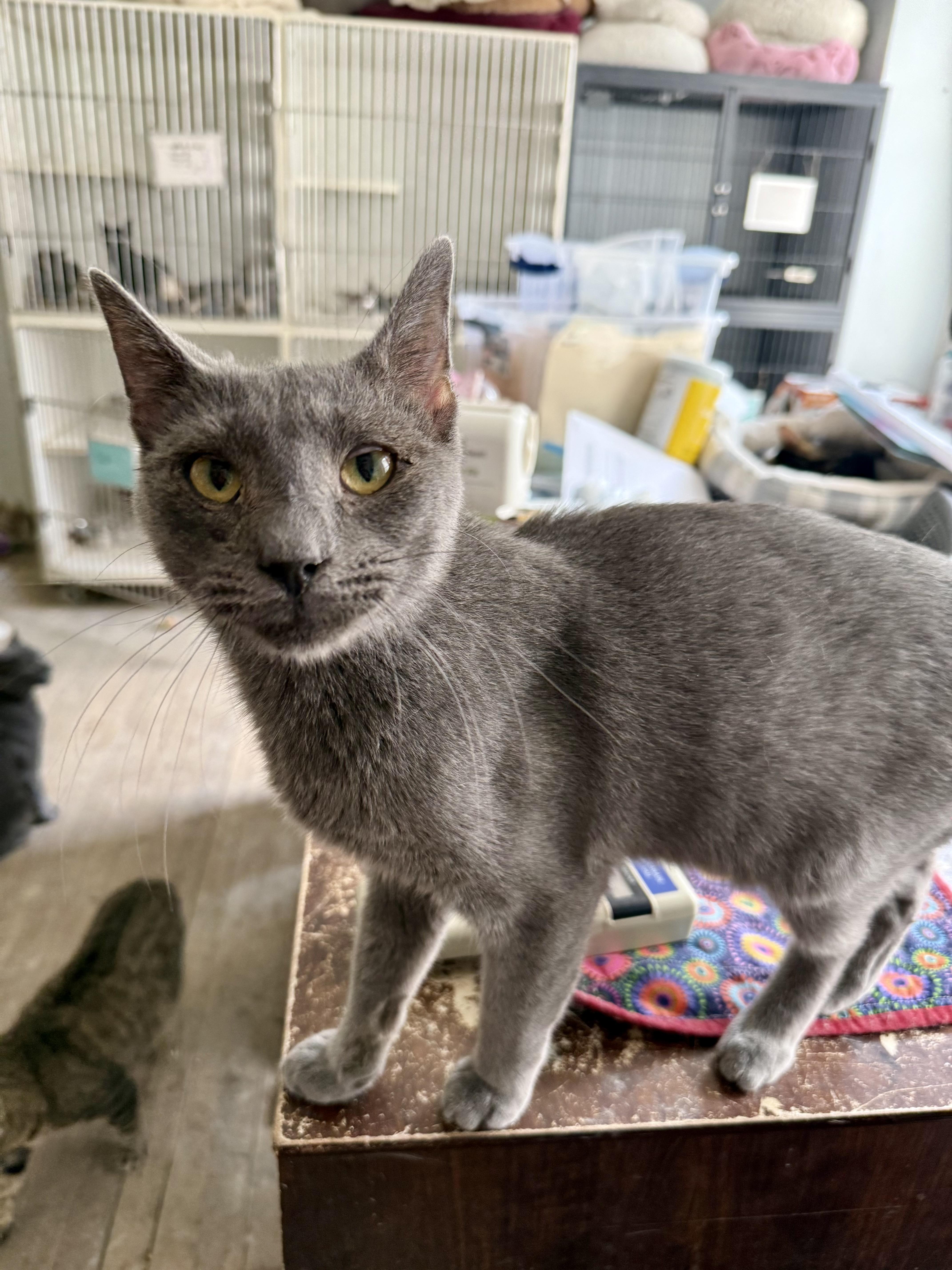 An adult medium-sized male Gray / Blue / Silver Domestic Short Hair cat named Drake for adoption in Shreveport, LA
