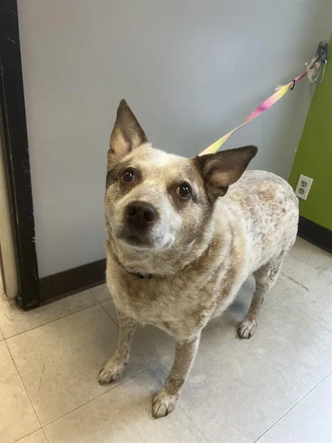An adult large-sized male Australian Cattle Dog / Blue Heeler dog named Satchel for adoption in Kent, WA