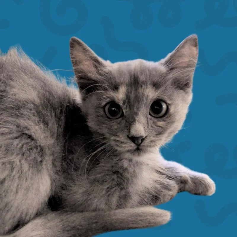A baby small-sized female Gray / Blue / Silver Domestic Short Hair cat named Babka for adoption in Reno, NV