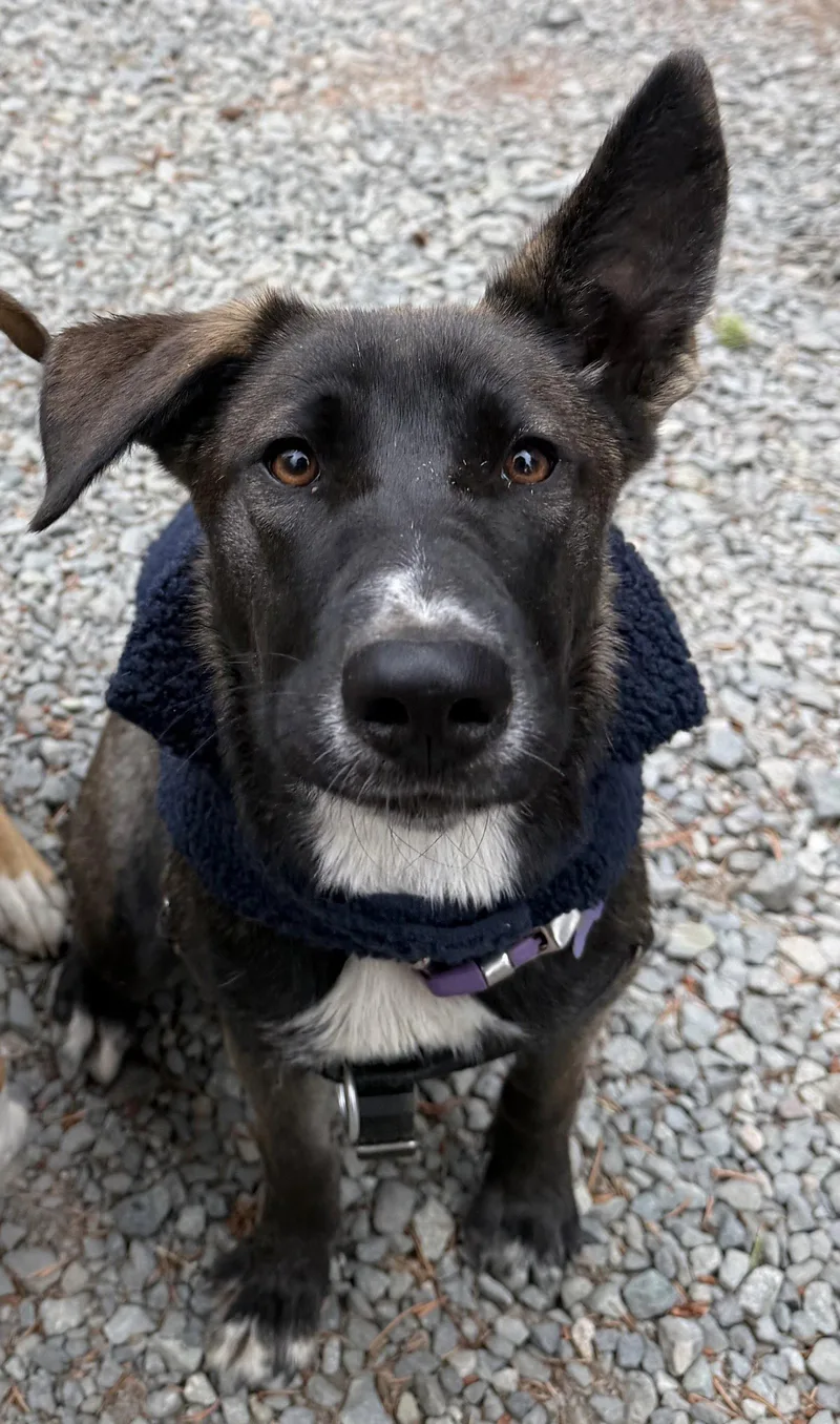 A young medium-sized female Terrier dog named Raven for adoption in Sunnyvale, CA