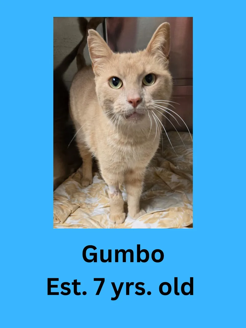 An adult medium-sized male Buff / Tan / Fawn Domestic Short Hair cat named Gumbo for adoption in Ravenna, OH