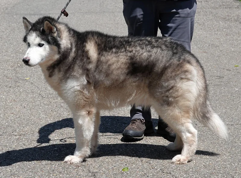 A senior large-sized male Black Husky dog named Jacks for adoption in Millfield, OH