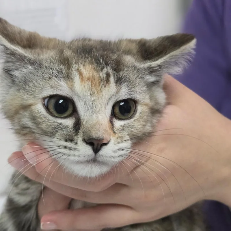 A baby small-sized female Torbie Domestic Short Hair cat named Primrose for adoption in Charleston, WV