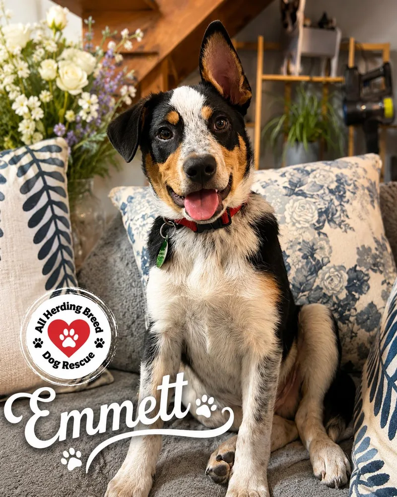 A baby medium-sized male Tricolor (Brown, Black, & White) Cattle Dog dog named Emmett for adoption in Joliet, IL