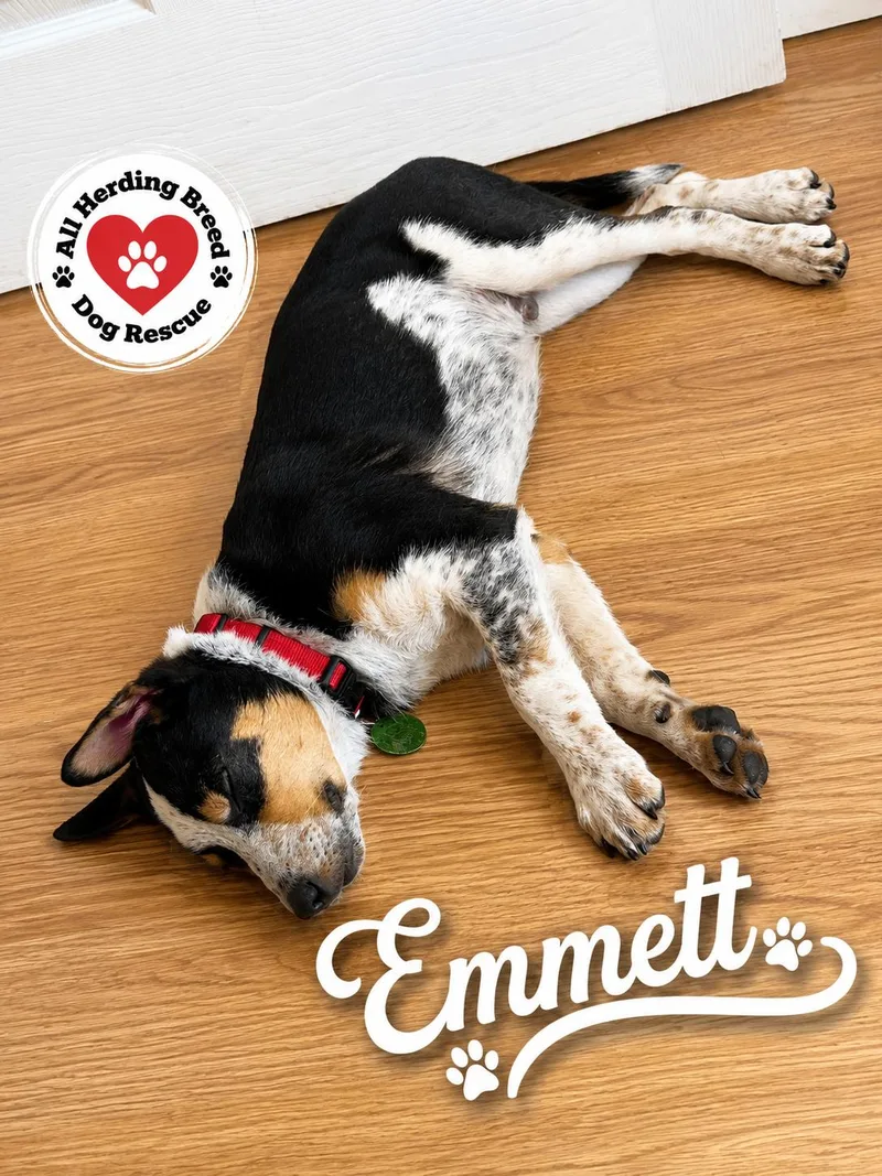 Emmett thumbnail 5