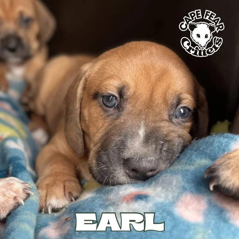 Earl thumbnail 2