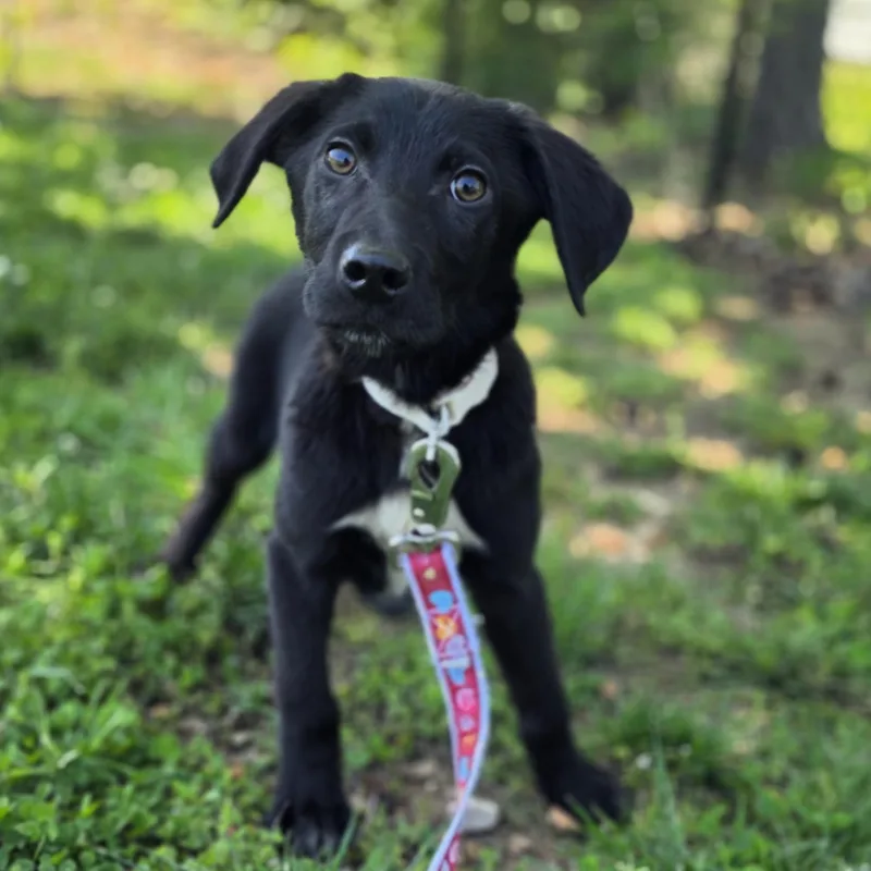 A baby medium-sized male Black German Shepherd Dog dog named Tussle for adoption in Lowell, AR