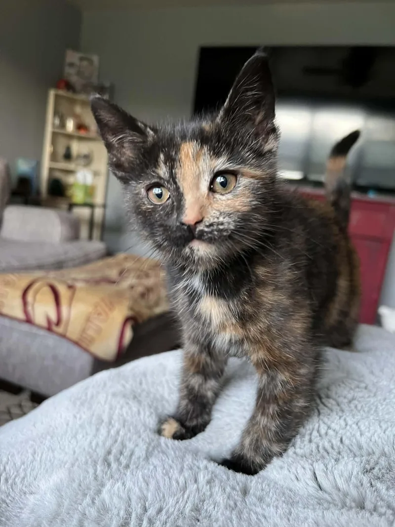 A baby small-sized female Tortoiseshell Domestic Short Hair cat named Daisy for adoption in Elyria, OH