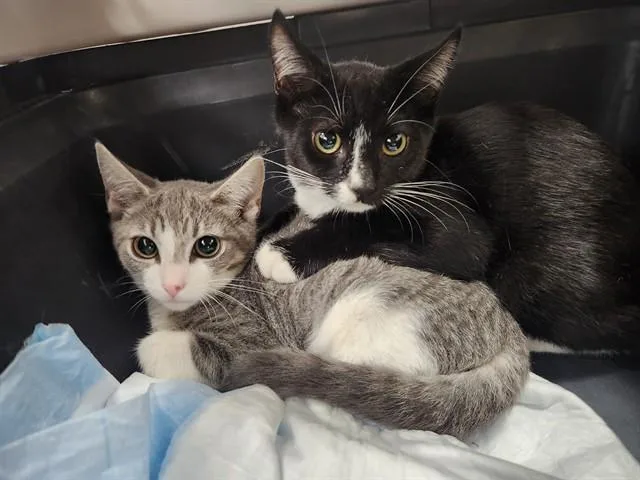 A baby small-sized female Domestic Short Hair cat named Hashbrown for adoption in Ocala, FL