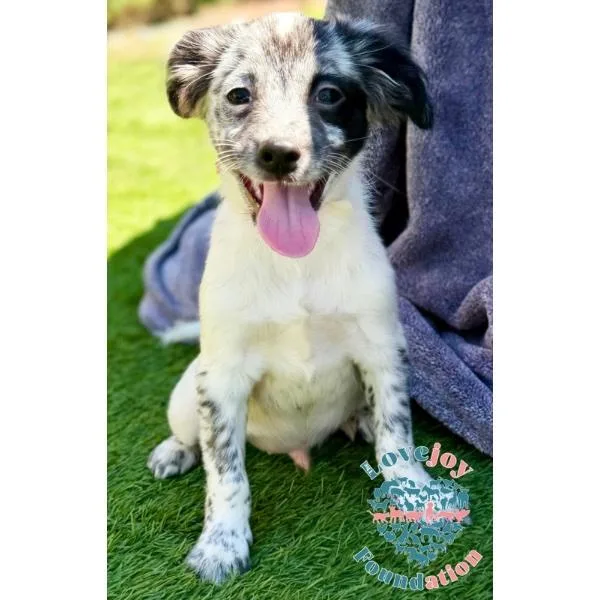 A baby medium-sized male White / Cream Australian Cattle Dog / Blue Heeler dog named Legend for adoption in Inglewood, CA