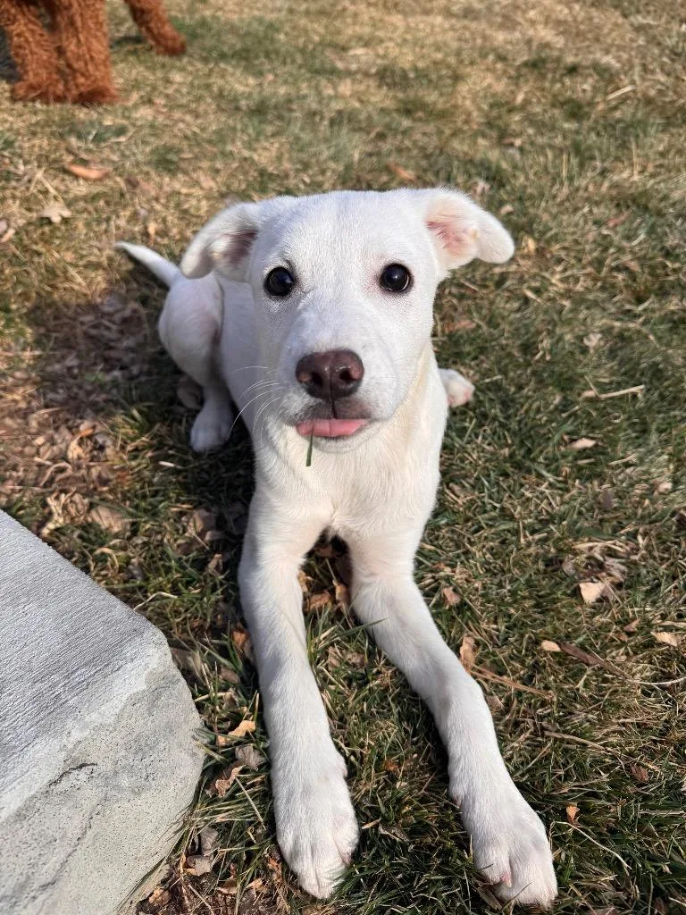 Caño Cristales thumbnail 3