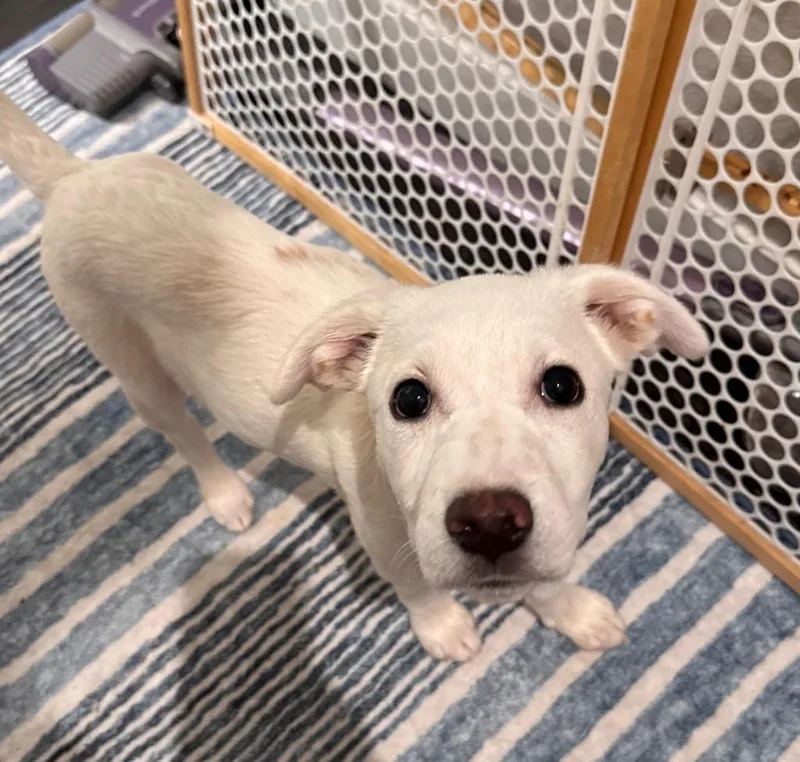 Caño Cristales thumbnail 4