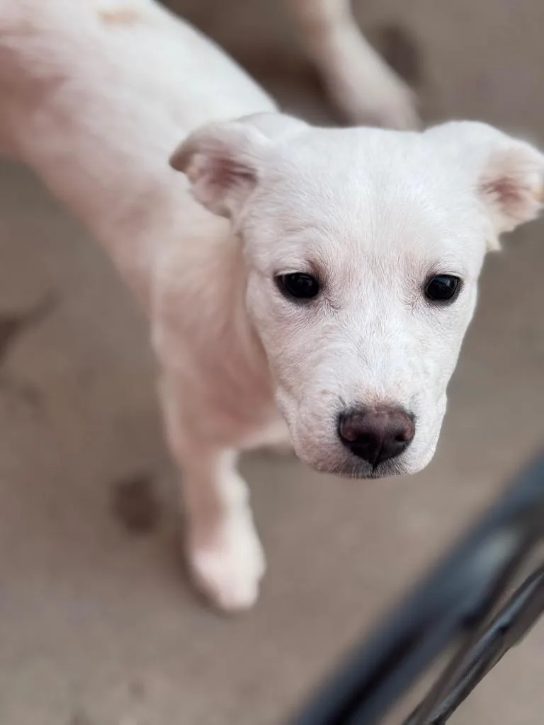 Caño Cristales thumbnail 6