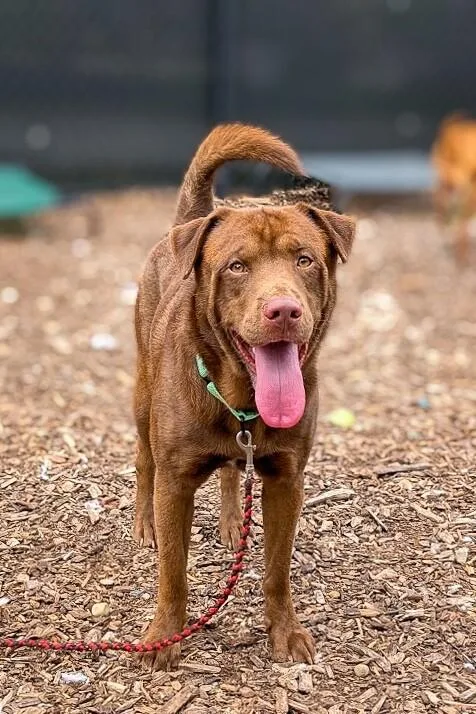 An adult large-sized male Brown / Chocolate Mixed Breed dog named Peanut Butter Baby for adoption in Cincinnati, OH