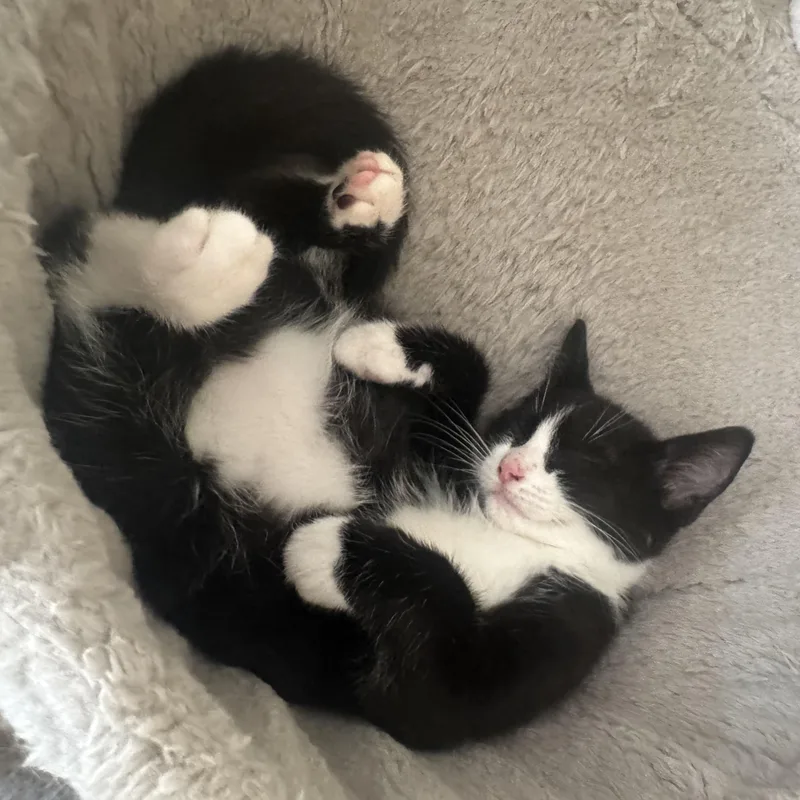 A baby medium-sized male Black & White / Tuxedo Tuxedo cat named Mickey for adoption in Wyandotte, MI