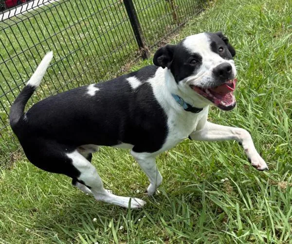 A young medium-sized male Labrador Retriever dog named Rossco for adoption in Virginia Beach, VA
