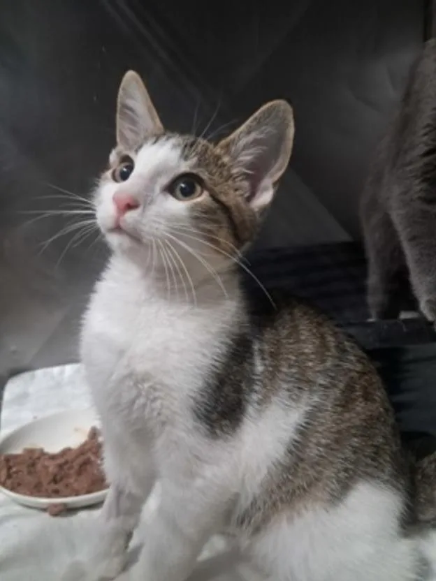 A young small-sized male Tabby (Gray / Blue / Silver) Domestic Short Hair cat named Bordeaux for adoption in Marshall, NC