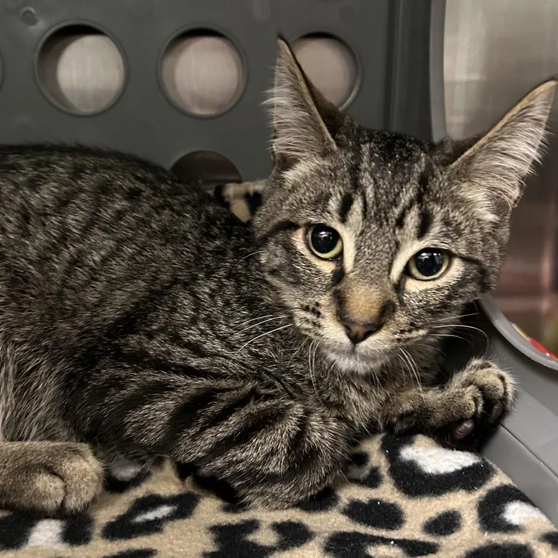 A baby small-sized male Domestic Medium Hair cat named JackJack for adoption in Keizer, OR