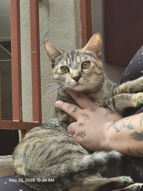 A young medium-sized female Domestic Short Hair cat named Ma'am for adoption in San Antonio, TX