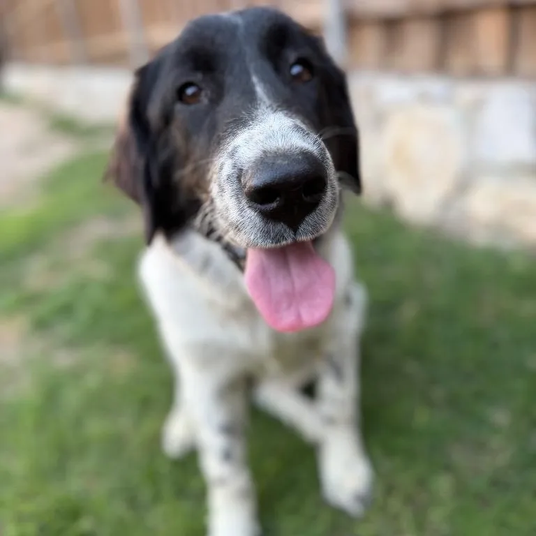 Cora