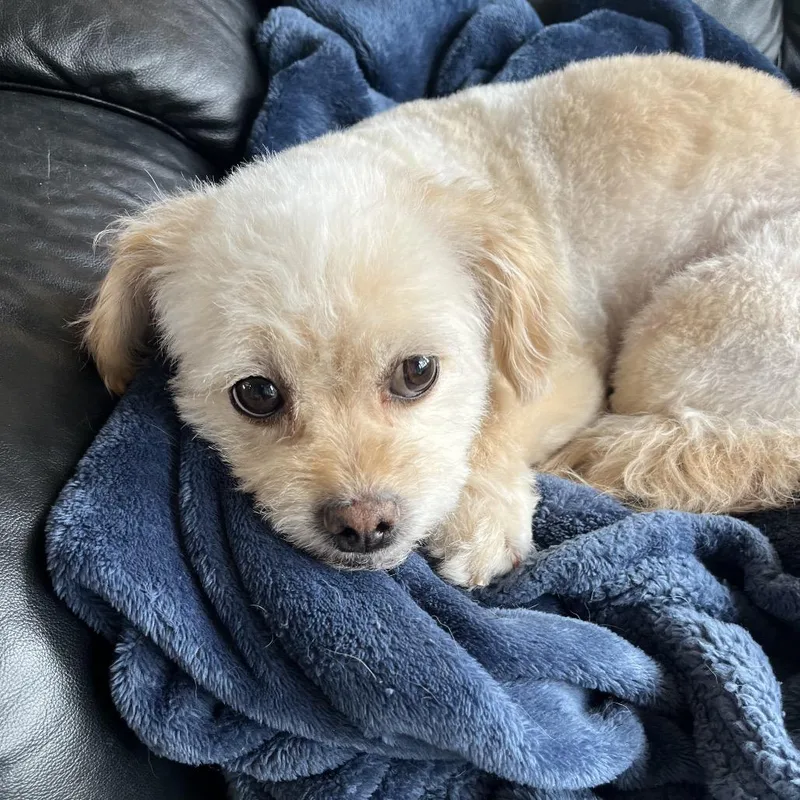 An adult small-sized male Yellow / Tan / Blond / Fawn Havanese dog named Buddy for adoption in Cashmere, WA