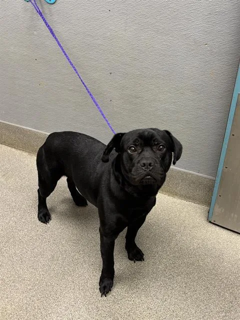 An adult medium-sized male Labrador Retriever dog named Cookie for adoption in Las Vegas, NV