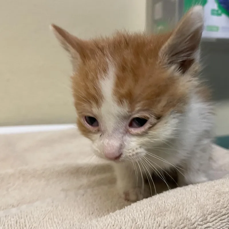 A baby small-sized male Orange / Red Domestic Short Hair cat named Toulouse for adoption in Pasadena, CA