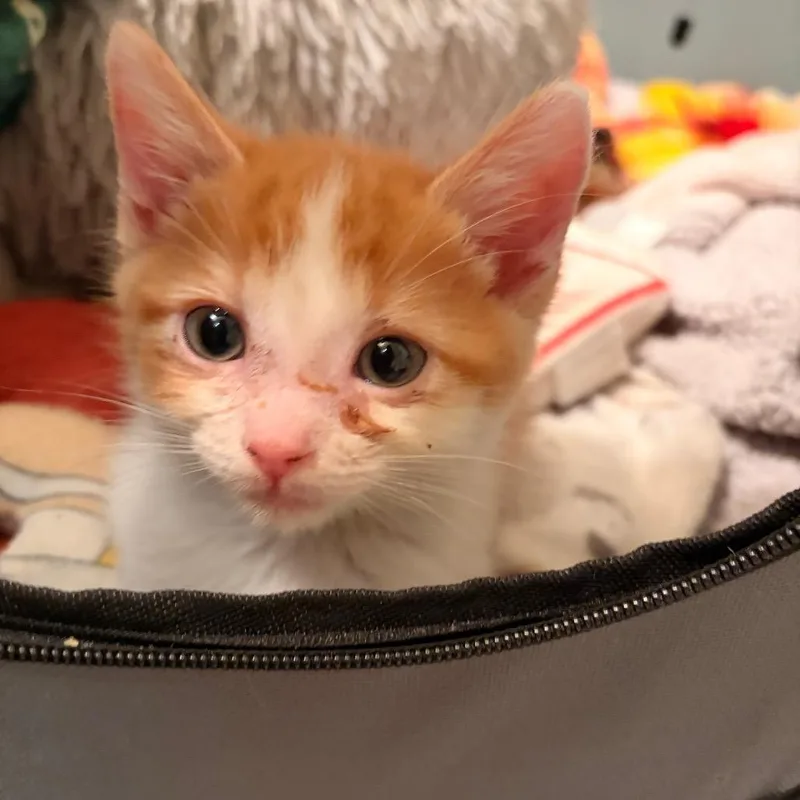 Toulouse thumbnail 3