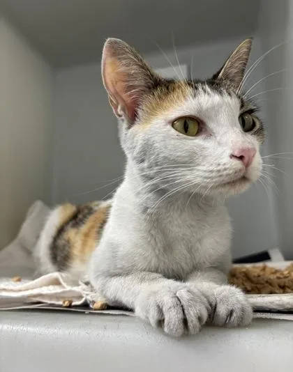 An adult small-sized female Domestic Short Hair cat named Tessa for adoption in Cumming, GA