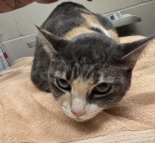 An adult medium-sized female Domestic Short Hair cat named Cali for adoption in El Cajon, CA
