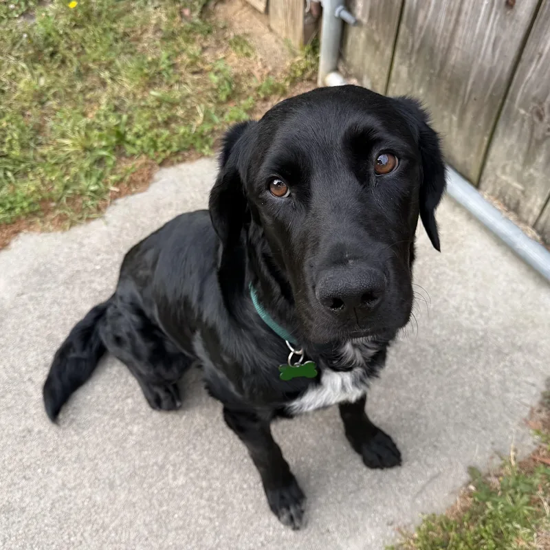 An adult medium-sized male Black Flat-Coated Retriever dog named Sledder for adoption in Columbia, SC