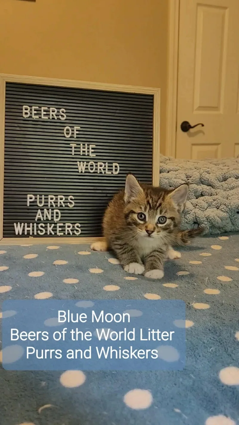 A baby medium-sized male Gray & White Domestic Short Hair cat named Blue Moon for adoption in New Hartford, NY